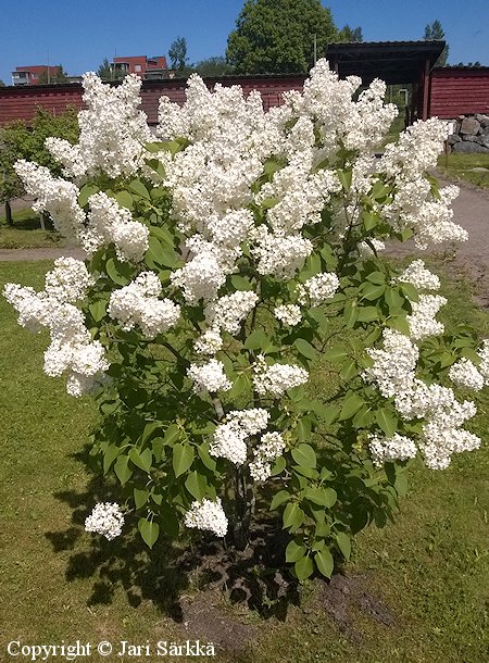 Syringa vulgaris 'Alba'